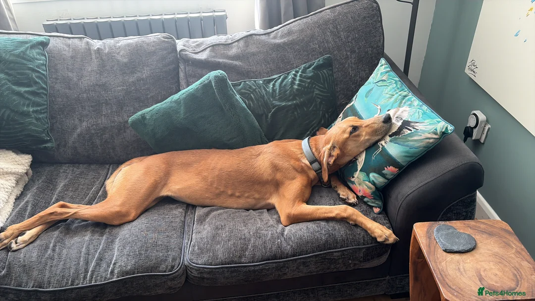 Mixed Breed dogs for sale: Saluki x Greyhound   - Advert 2