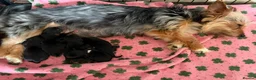 Yorkshire Terrier dogs for sale: Yorkshire Terrier Puppies - Advert 2