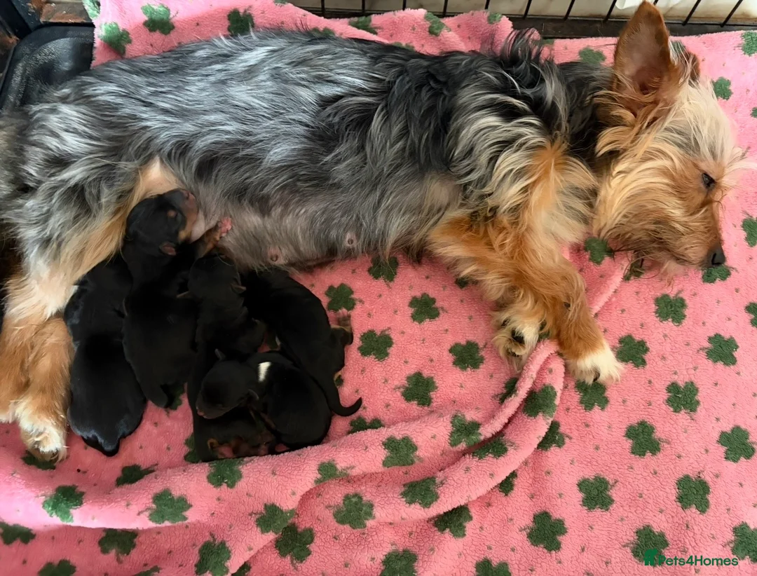 Yorkshire Terrier dogs for sale: Yorkshire Terrier Puppies - Advert 2