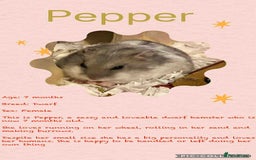 Hamster rodents for sale: Hamsters for adoption  - Image 22