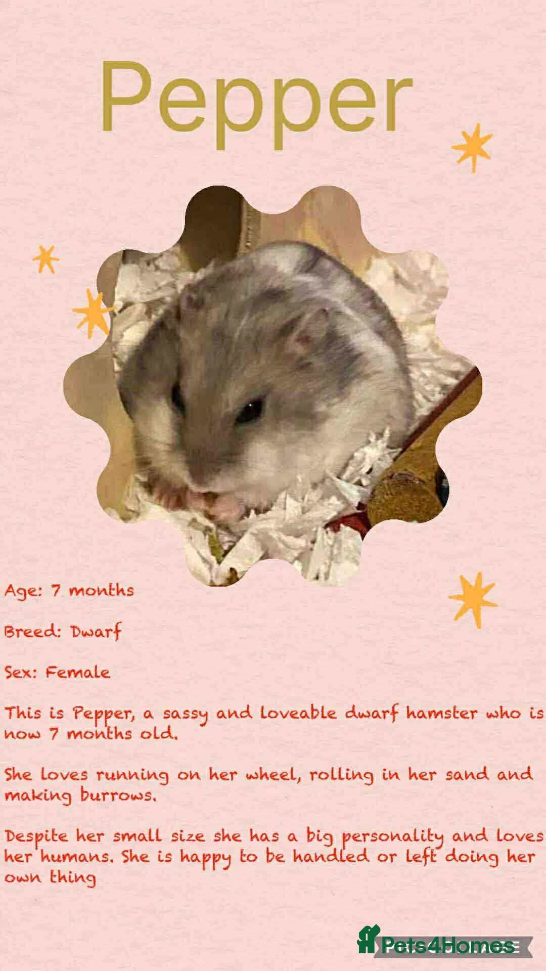Hamster rodents for sale: Hamsters for adoption  - Image 22