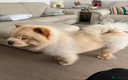 Chow Chow dogs for sale: Male cream chow chow (Loki) - Image 2