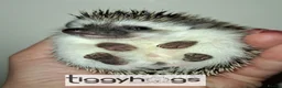 Pygmy Hedgehog rodents for sale: Ready from 9th may - 1 handsome Male - Advert 14