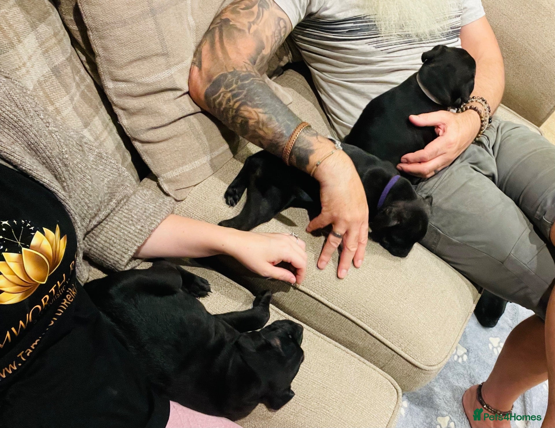 Staffordshire Bull Terrier dogs 🐾 KC Reg 4 Beautiful Black Staffy Puppies🩷🩷🩷💙 - Advert 2