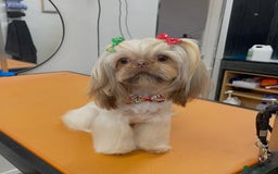 Shih Tzu dogs for sale: Exceptional TRUE IMPERIAL Shihtzu Puppies   - Image 7