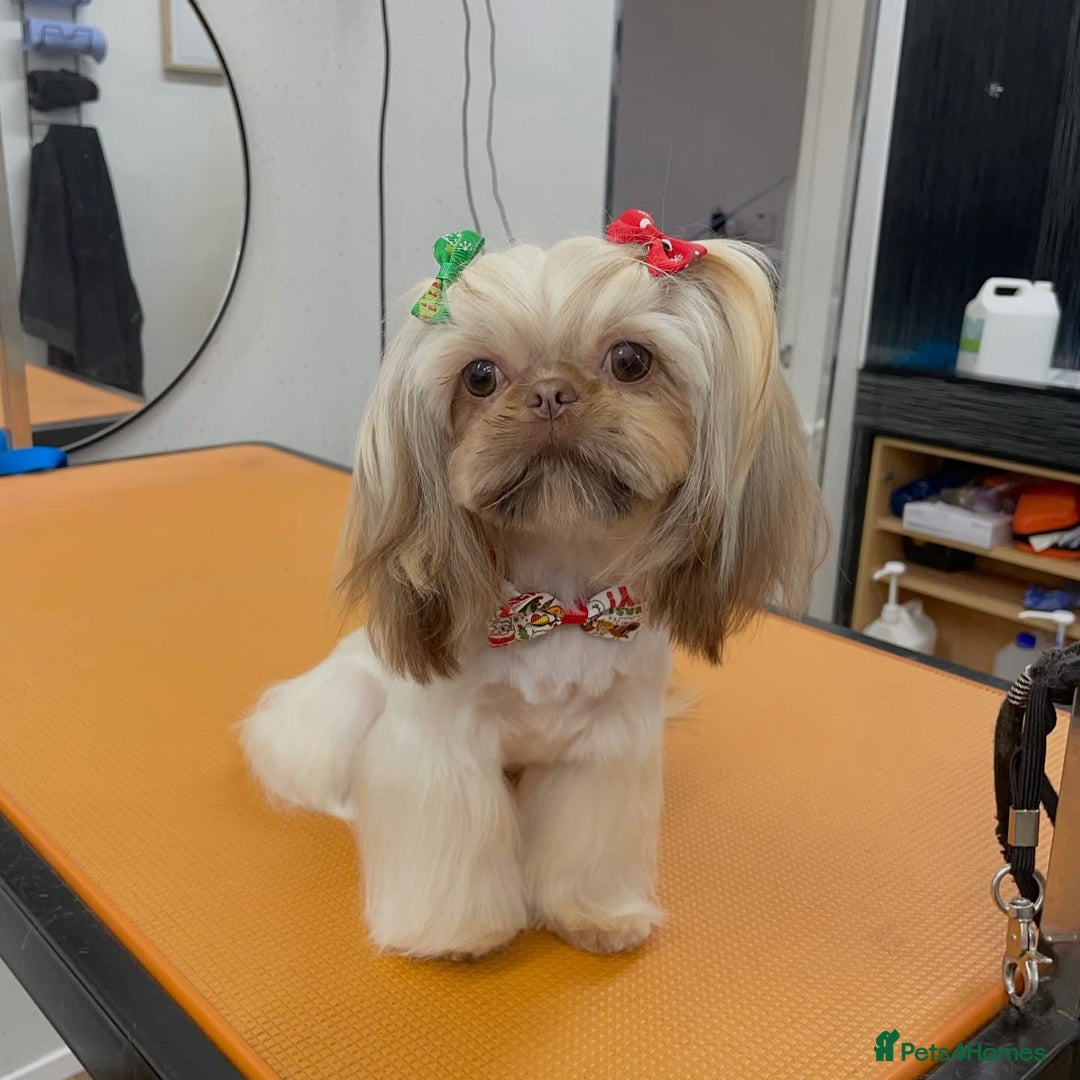 Shih Tzu dogs for sale: Exceptional TRUE IMPERIAL Shihtzu Puppies   - Image 7