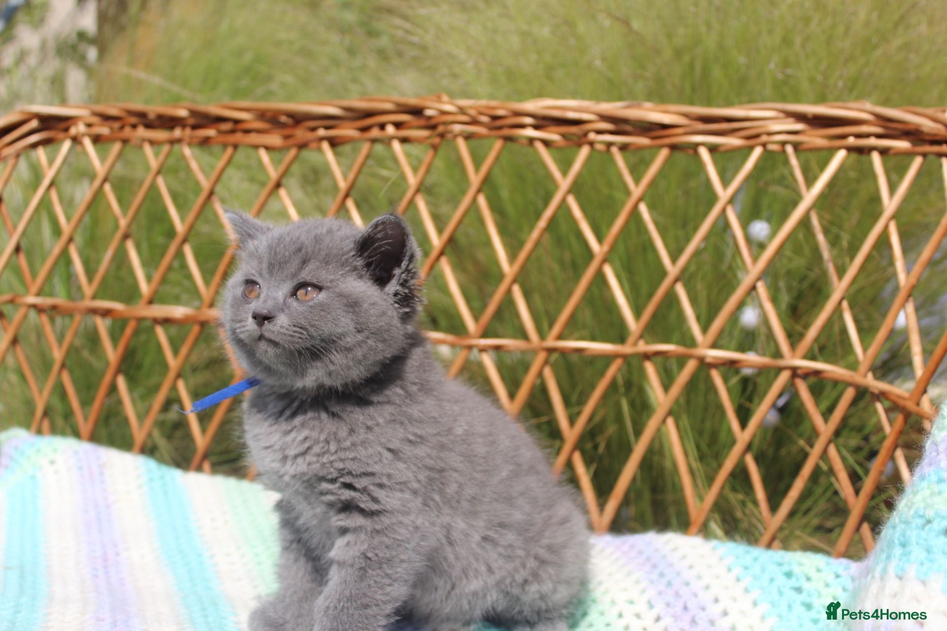 British Shorthair cats GCCF British short hair boy  - Advert 1