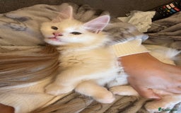 Maine Coon cats for stud: STUD Rare Maine Coon - Image 3