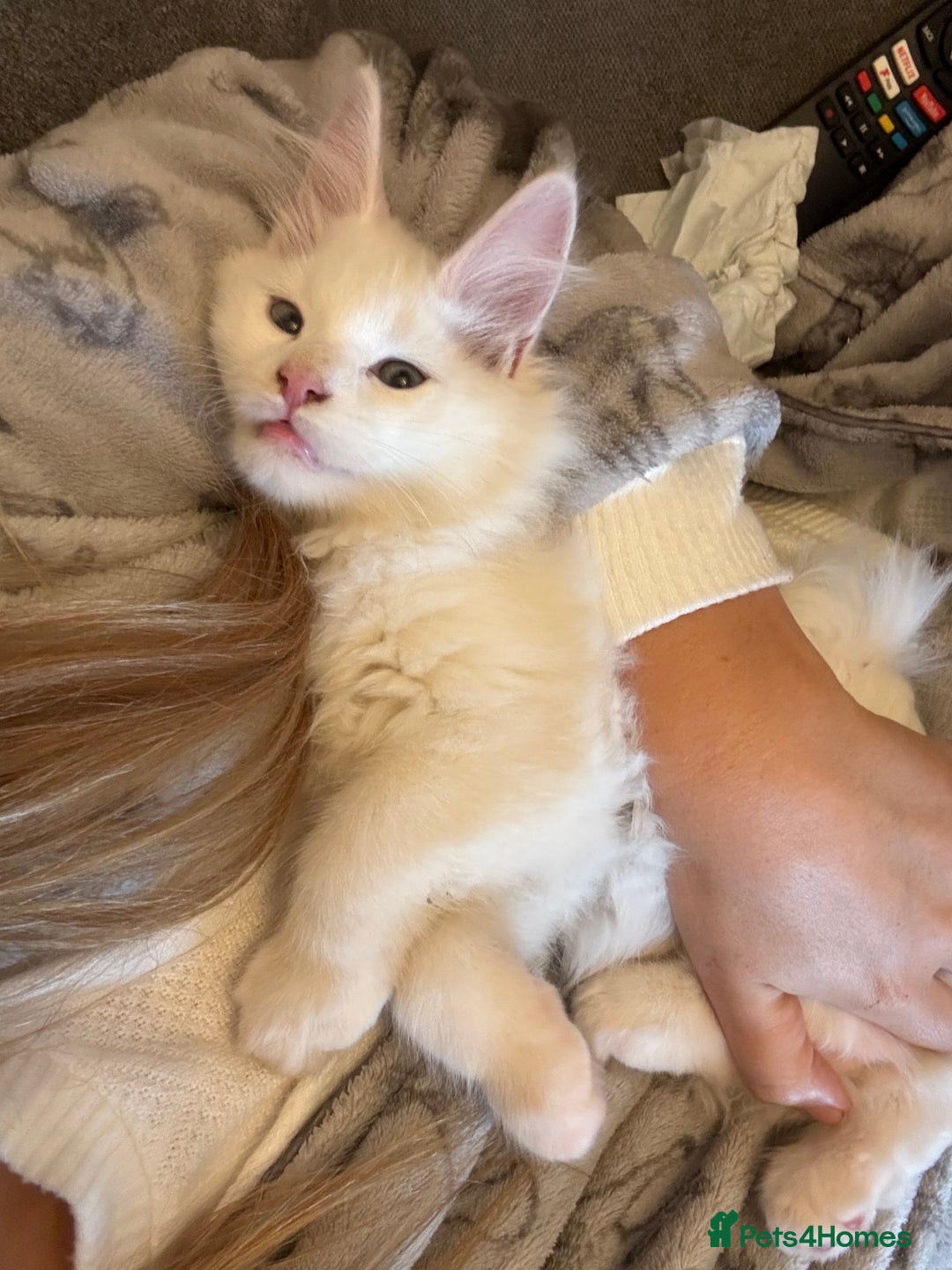 Maine Coon cats for stud: STUD Rare Maine Coon - Image 3