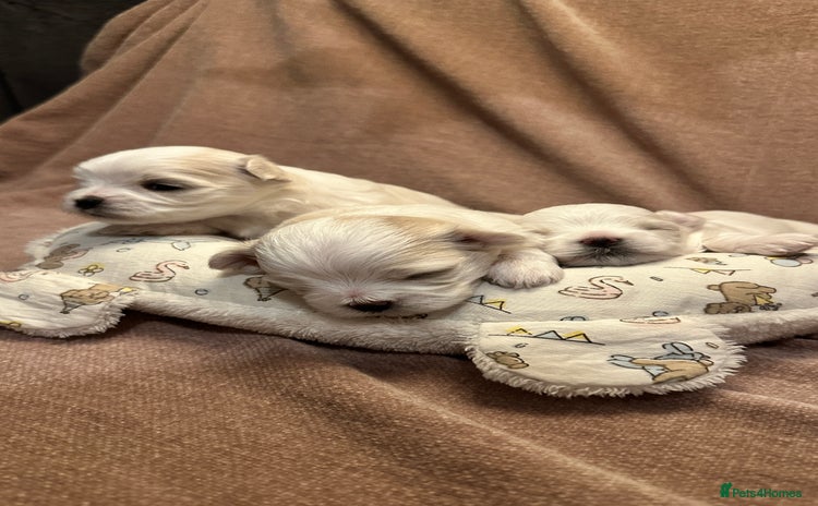Maltese dogs - Advert 1