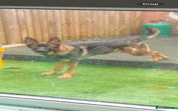 German Shepherd dogs for sale: 15 month old male German Shepherd Called BEAR, - Image 6