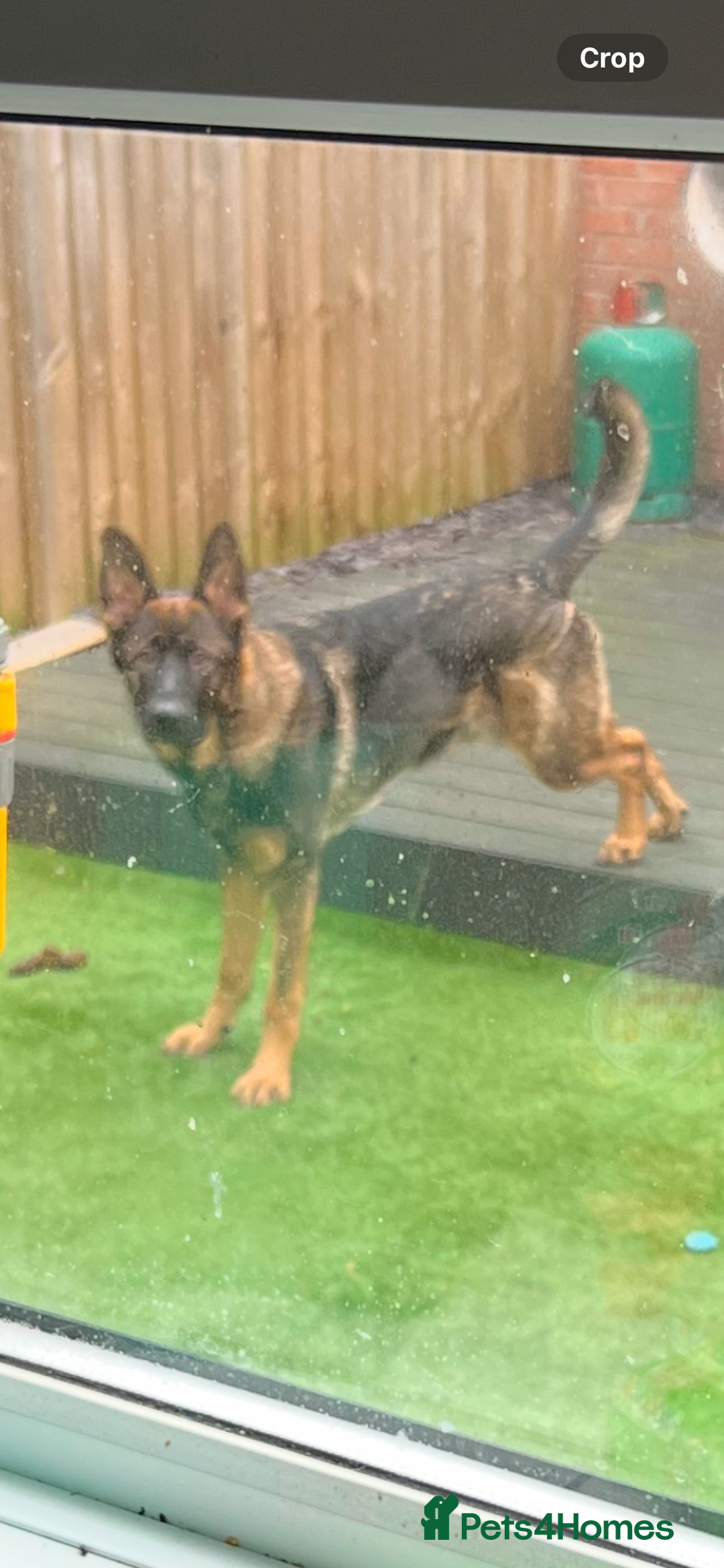 German Shepherd dogs for sale: 15 month old male German Shepherd Called BEAR, - Image 6