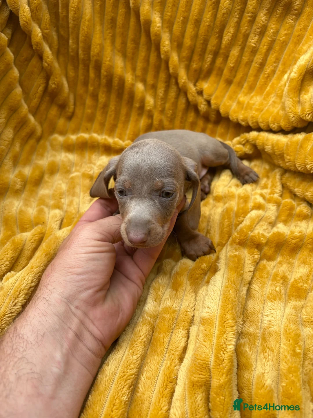 Dachshund dogs for sale: Isabella dachshunds  - Advert 2