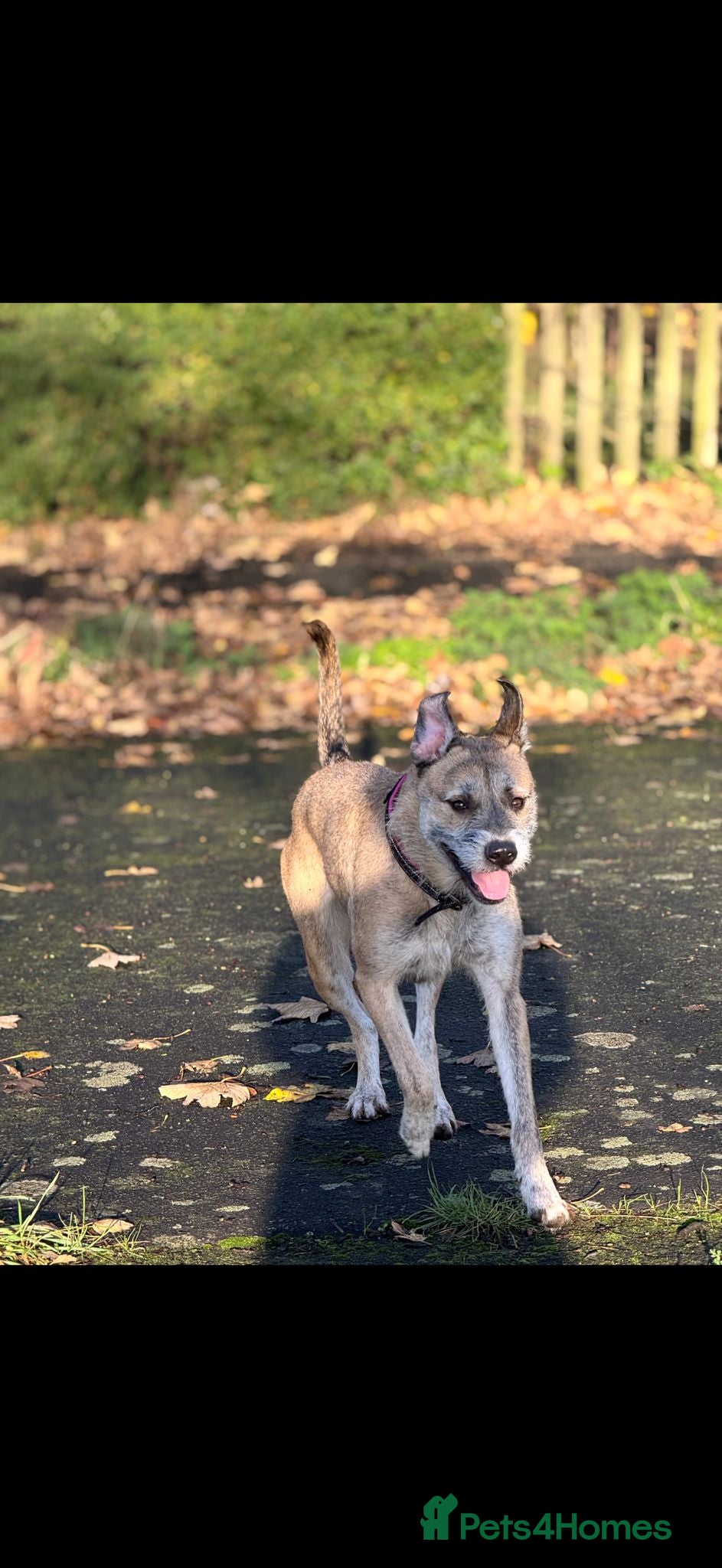 Mixed Breed dogs Toffee  - Advert 1