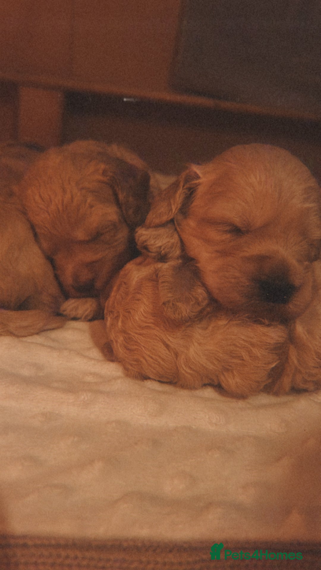 Mixed Breed dogs for sale: Gorgeous Double Doodle Puppies in Stourbridge - Image 21