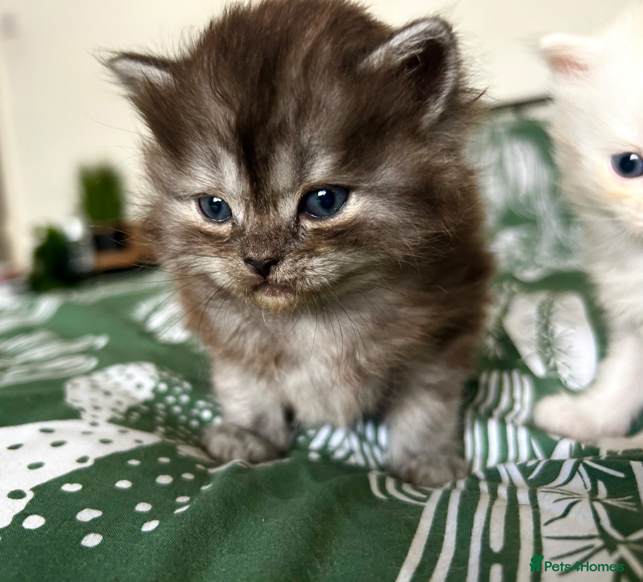 Persian cats for sale: 7-Persian kittens for sale 🩶🩵 males & Females - Advert 6
