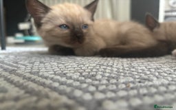 Ragamese cats for sale: ragamese kittens - Image 14
