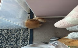 Lionhead rabbits for sale: indoor lionhead  - Image 4