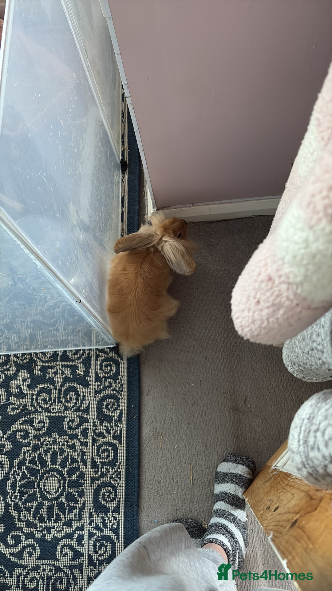 Lionhead rabbits for sale: indoor lionhead  - Image 4