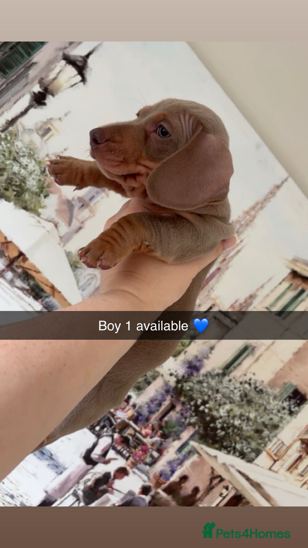 Miniature Dachshund dogs X2 Minature Dachsunds KC REGISTERED  - Advert 2