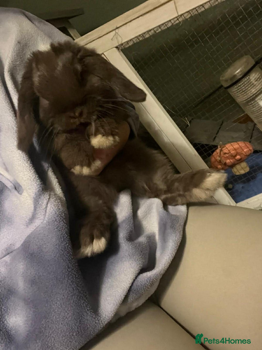 Mini Lop rabbits for sale: Gorgeous Mini Lop - Advert 1