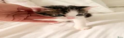 Mixed Breed cats for sale: Beautiful mixed tabby kittens  - Advert 5