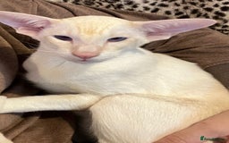 Siamese cats for sale: Pedigree Registered Siamese - 1 Girl remaining ♡ - Image 11