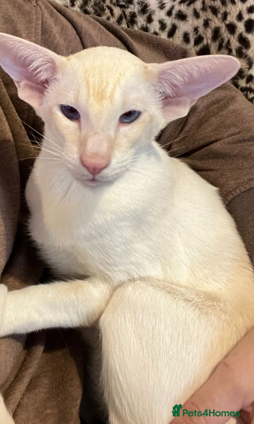 Siamese cats for sale: Pedigree Registered Siamese - 1 Girl remaining ♡ - Image 11