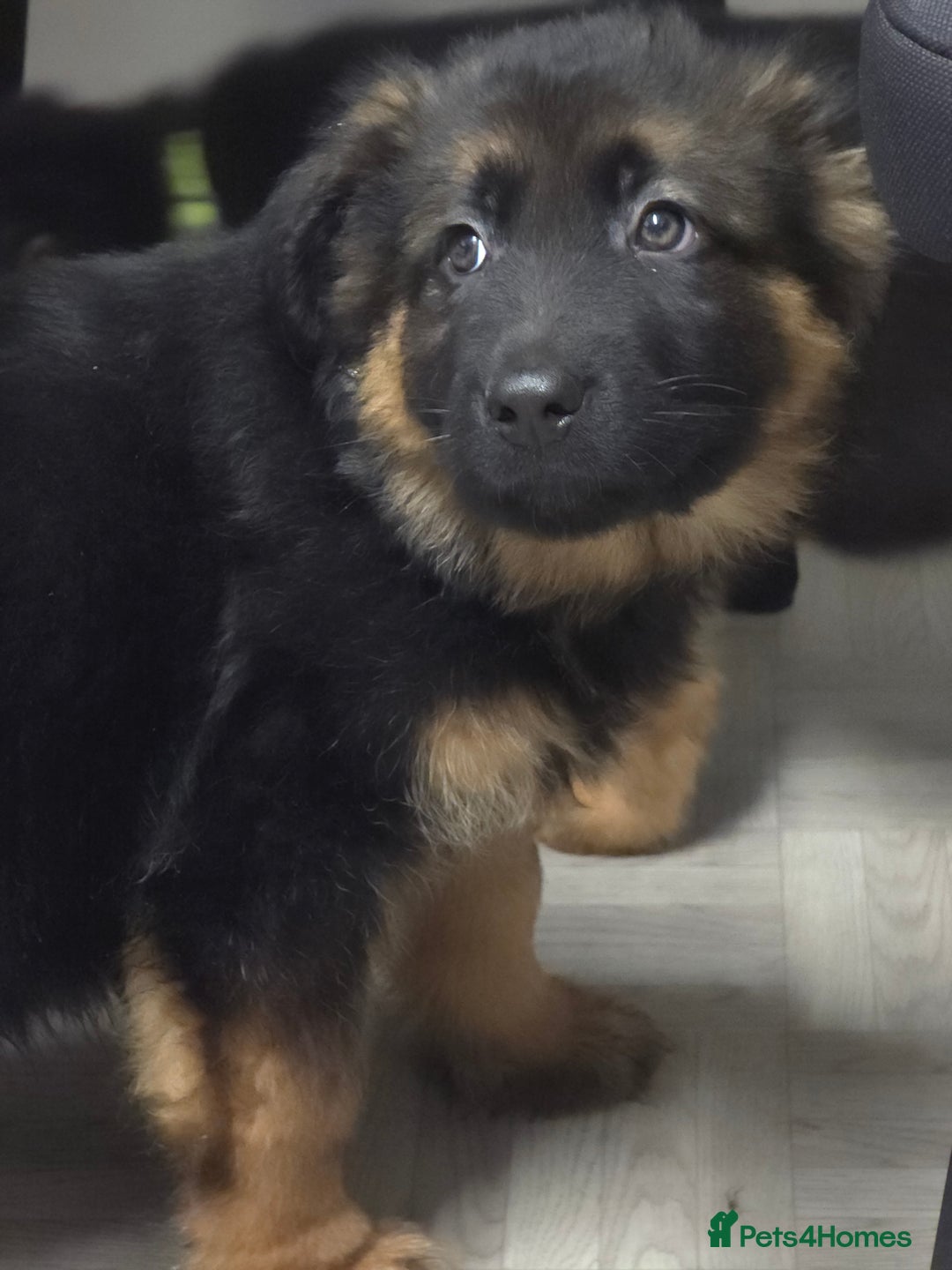 German Shepherd dogs for sale: Chunky German shepherd puppies for sale  - Advert 27