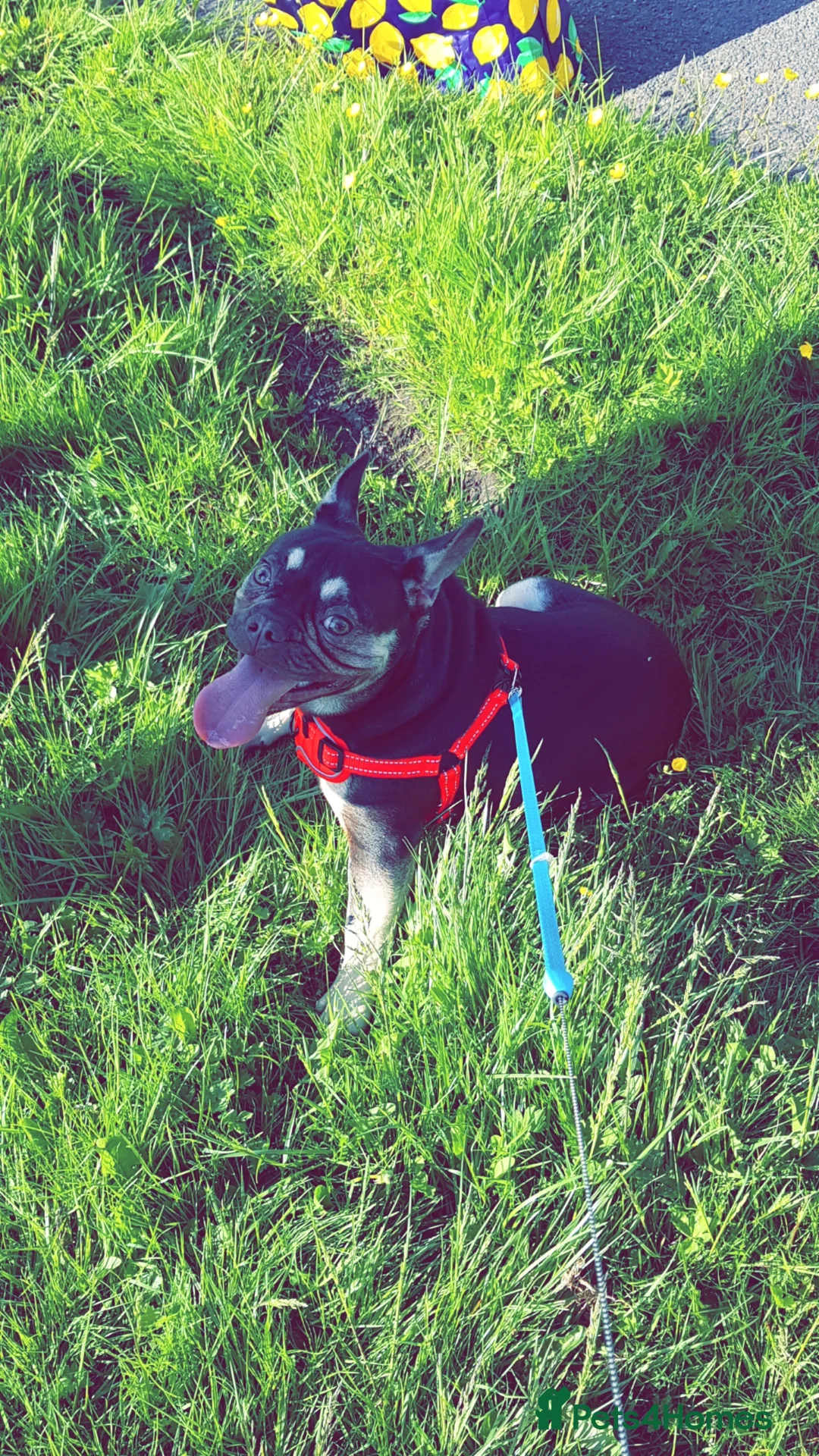 French Bulldog dogs for sale: Male french bulldog - Advert 4