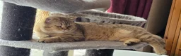 British Shorthair cats for sale: Chocolate golden tabby retired male - Advert 5