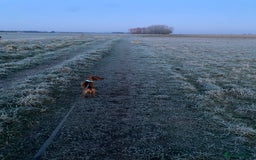 Miniature Dachshund dogs for sale: Miniature dachshund  - Image 15