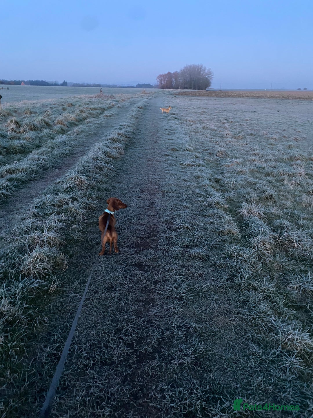 Miniature Dachshund dogs for sale: Miniature dachshund  - Image 15