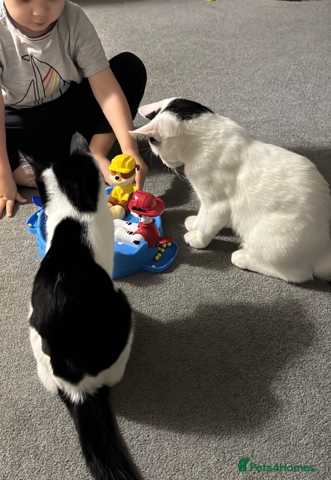 Mixed Breed cats for sale: Masiy and Milo (brother and sister)  - Advert 4