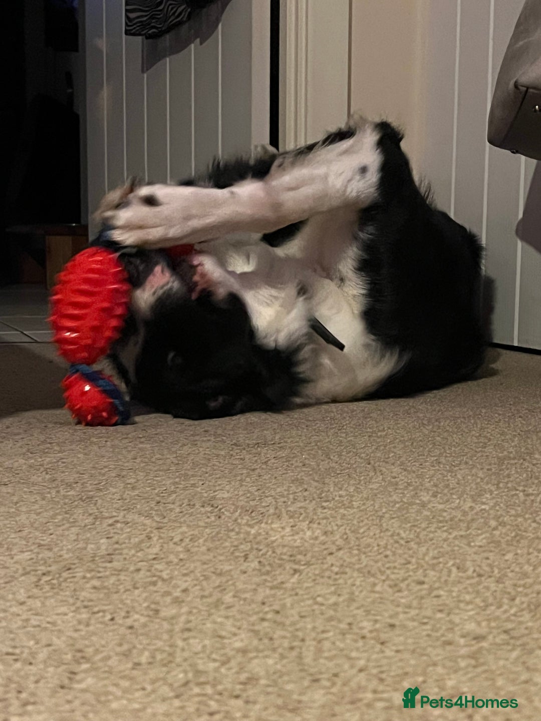 Border Collie dogs for sale: MAX 3.5 years old male - Image 10