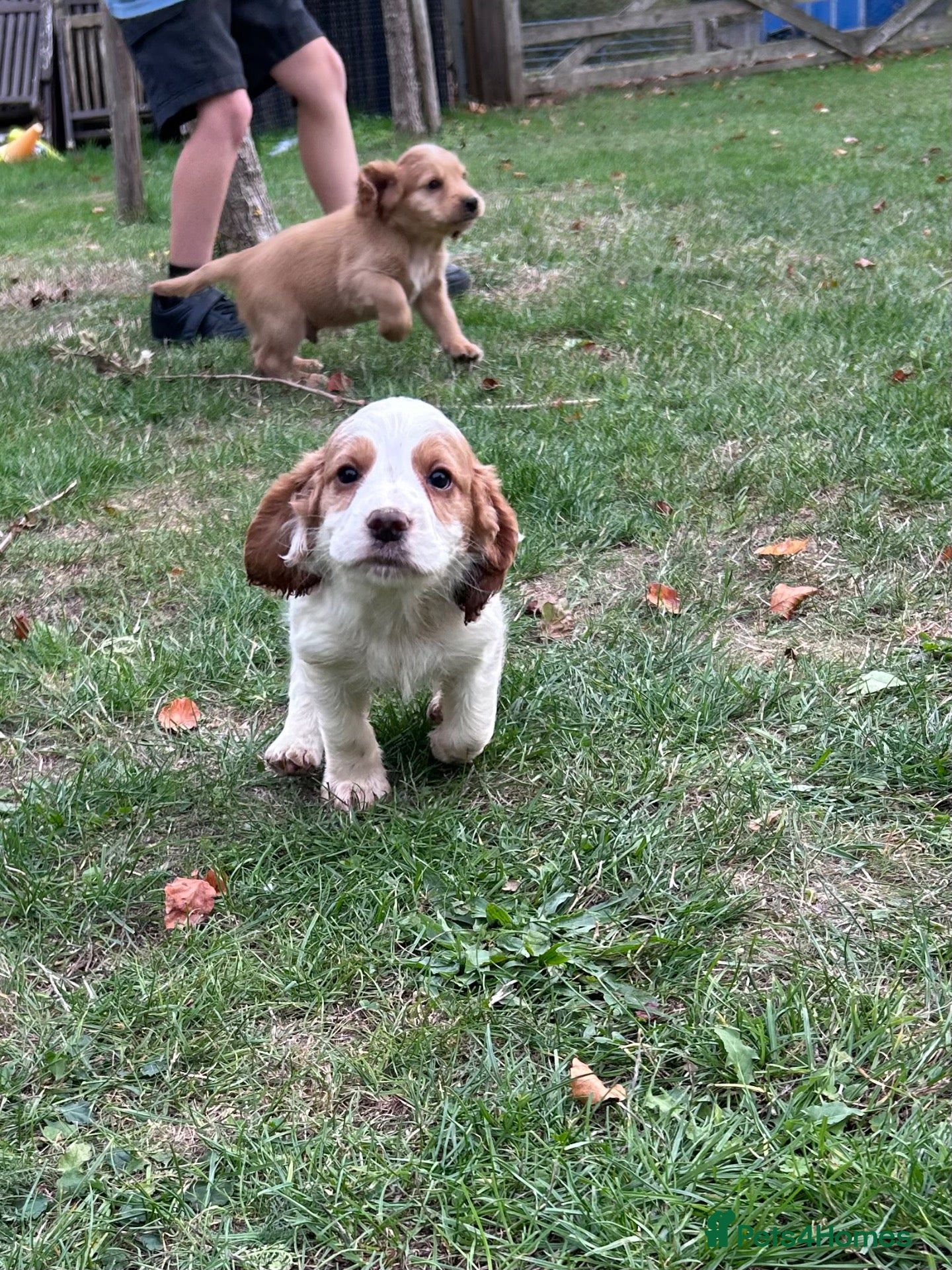 Cocker Spaniel dogs Working cocker spaniel puppies for sale  - Advert 1