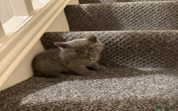 British Shorthair cats for sale: British shorthair - Image 7