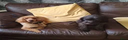 Cavapoo dogs for sale: Stunningly gorgeous Cavapoo puppies for sale  - Advert 8