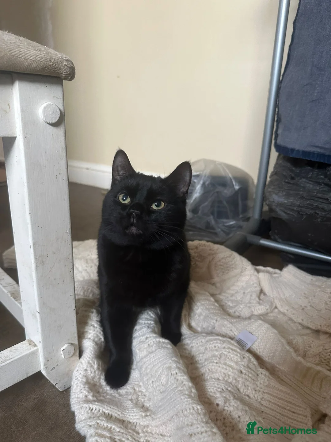 Mixed Breed cats for sale: 2 cata - Advert 12