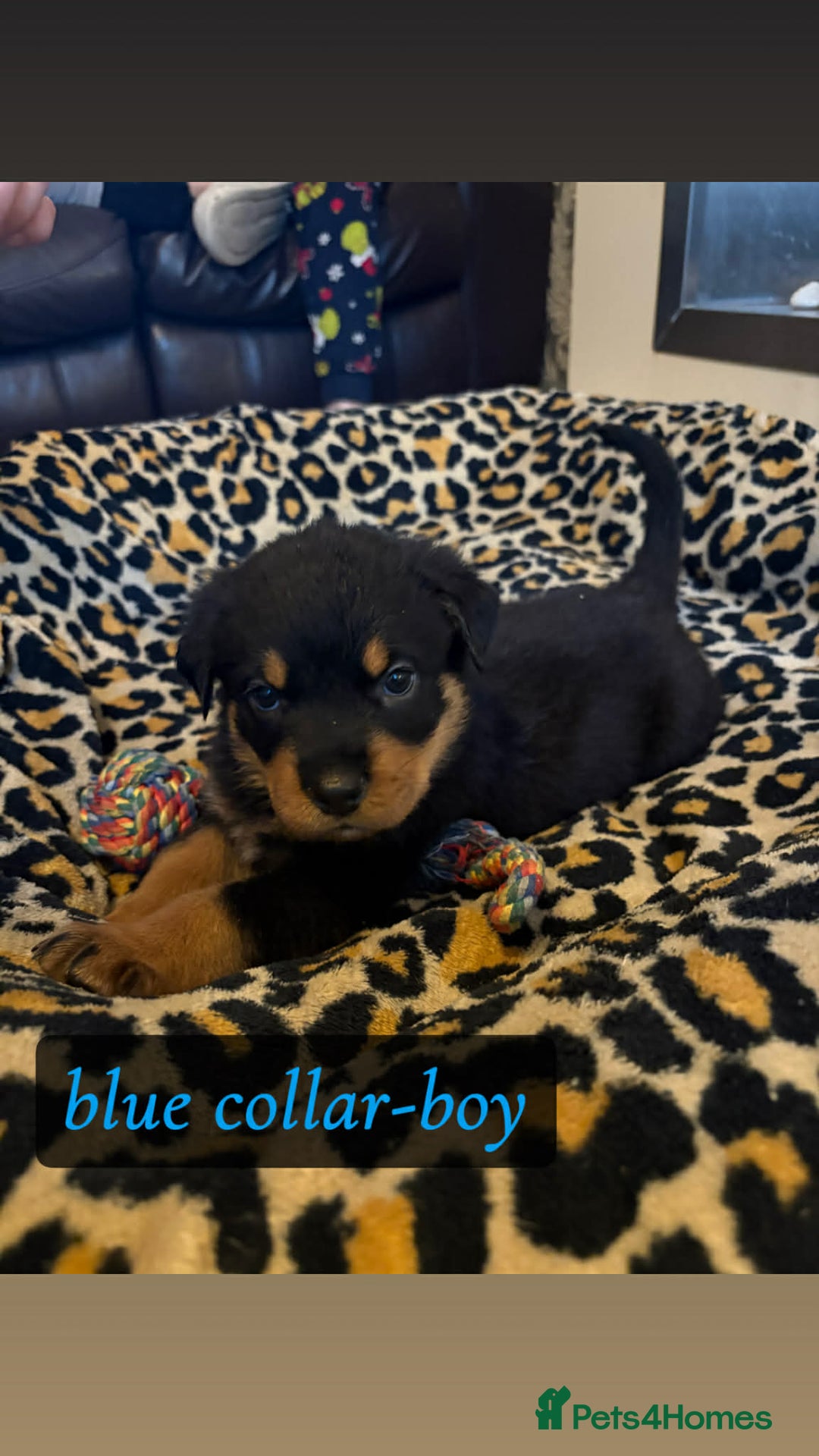 Rottweiler dogs for sale: Rottweiler Puppies  - Advert 3