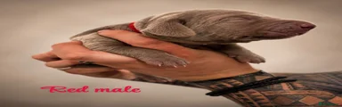 Weimaraner 2 Red collar male 