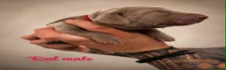 Weimaraner dogs for sale: Gorgeous silver Weimaraner puppies READY SOON !! - Advert 23
