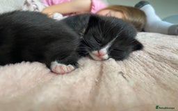 Mixed Breed cats for sale: 4 fluffy Russian blue mix kittens  - Image 11
