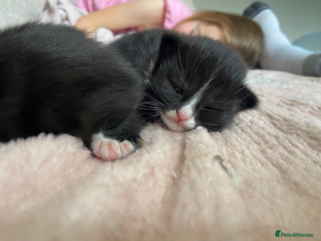 Mixed Breed cats for sale: 4 fluffy Russian blue mix kittens  - Image 11