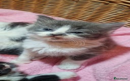 Mixed Breed cats for sale: Beautiful fluffy kittens - Image 8