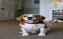 Beagle dogs for stud: Archie - Quality Proven KC Stud Dog in Plymouth - Image 5
