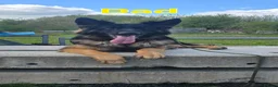 German Shepherd dogs for sale: Beautiful litter of german shepherd puppies  - Advert 13