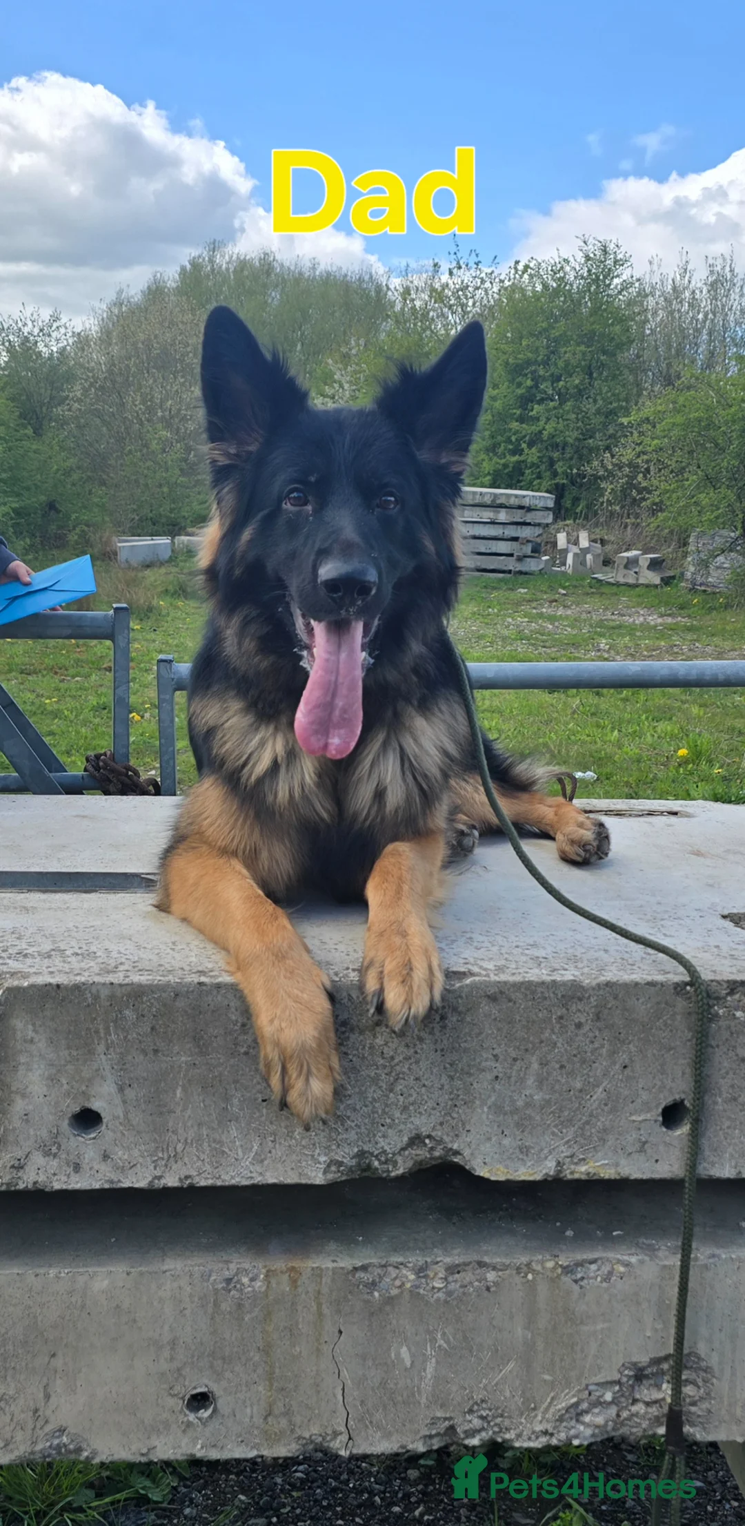 German Shepherd dogs for sale: Beautiful litter of german shepherd puppies  - Advert 13