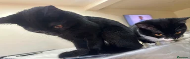 American Shorthair 2