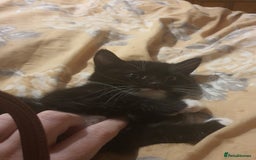 British Shorthair cats for sale: Kittens 8 weeks ready - Advert 4